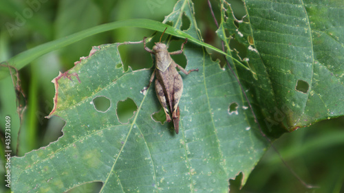 A brown grasshopper on a large leaf eaten by insects © Pics Man24