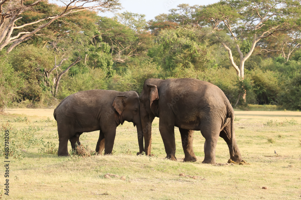 Fototapeta premium Lovely Elephant Couple in Kalawewa National Park,Sri Lanka