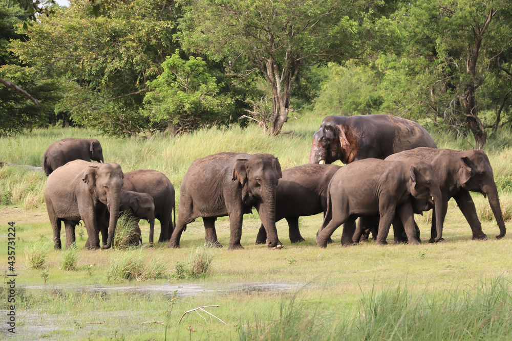 Group of Elephants are walking on the ground in Kalawewa National Park,Sri Lanka