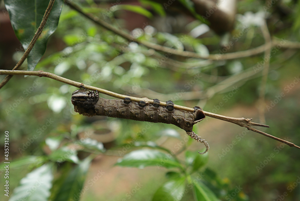 A large brown strangely shaped caterpillar with a poisonous tail on the branch