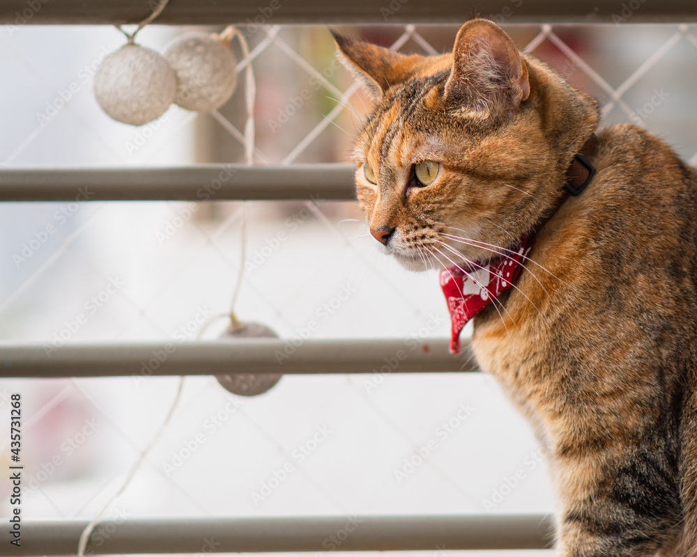 Bengal cat with a red cravat looking carefully to the side at the balcony