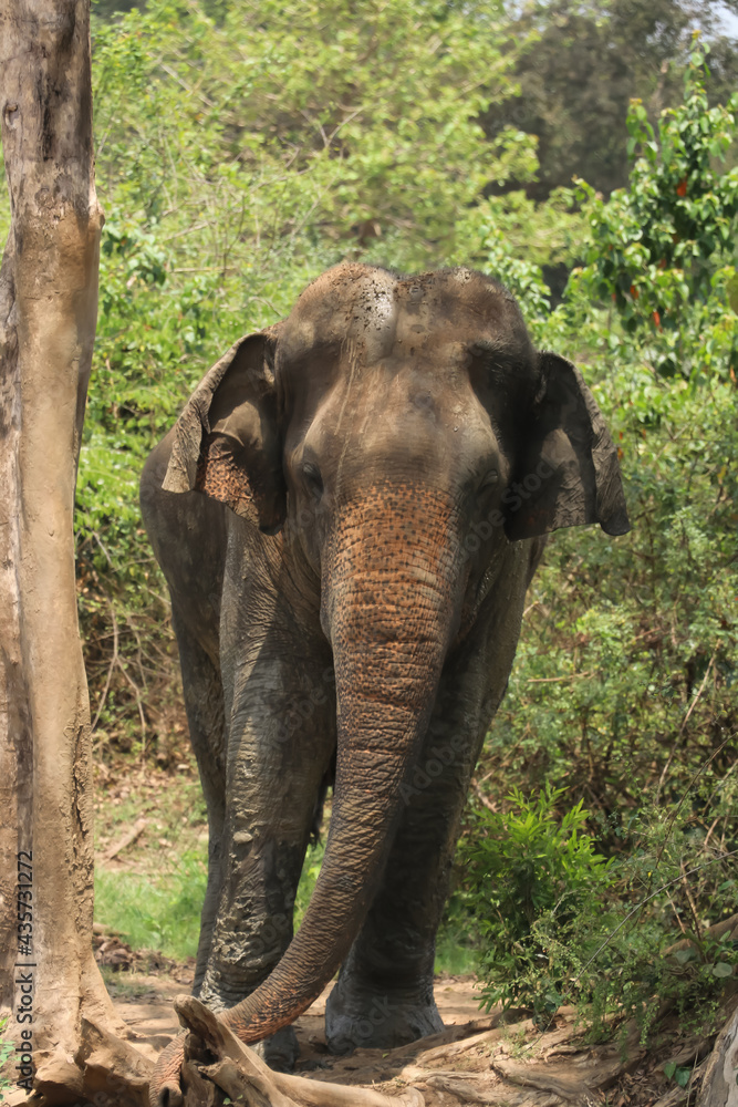 Bull Elephant in Somawathiya National Park,Sri Lanka