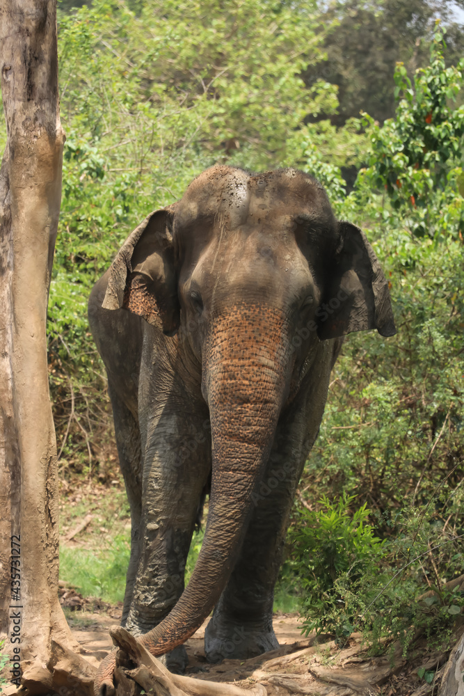 Fototapeta premium Bull Elephant in Somawathiya National Park,Sri Lanka