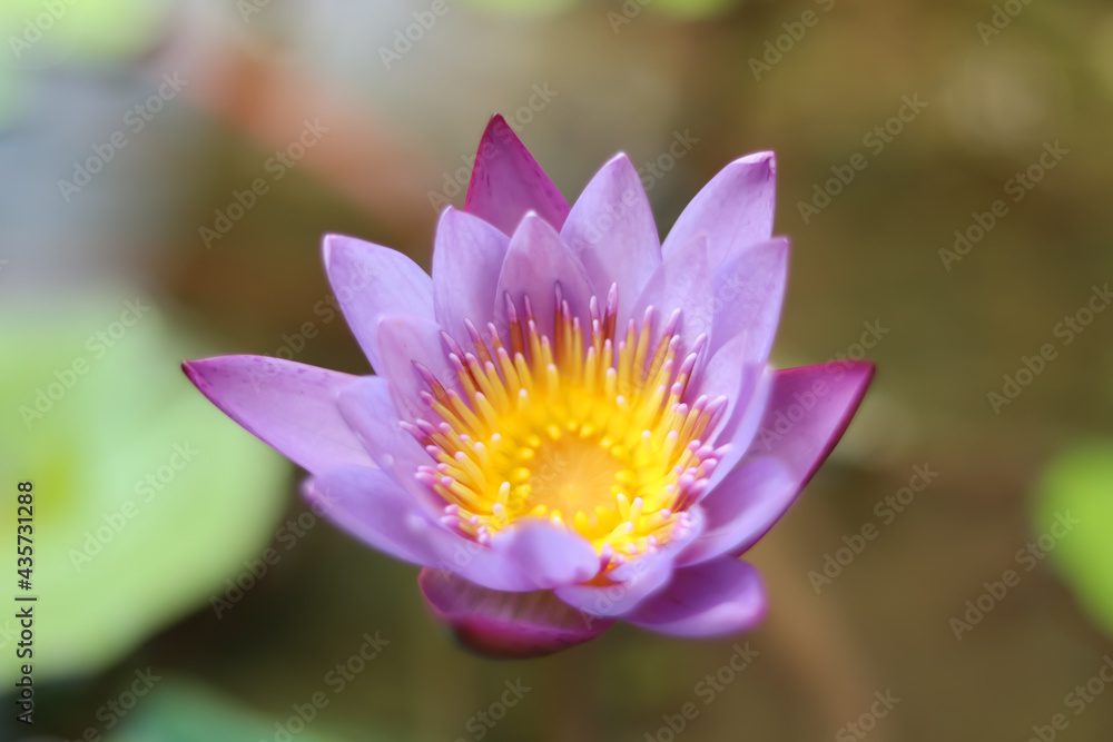 Blue Water Lily,Sri Lanka's National Flower,Sri Lanka Blue Water Lily,Sri Lanka's National Flower,Sri Lanka