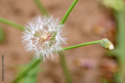 Beautiful spring-blooming close-up of cauliflower and seeds of pockmarked cabbage  a wild herb from North China