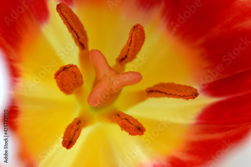 Tulip Anther Abstract 02