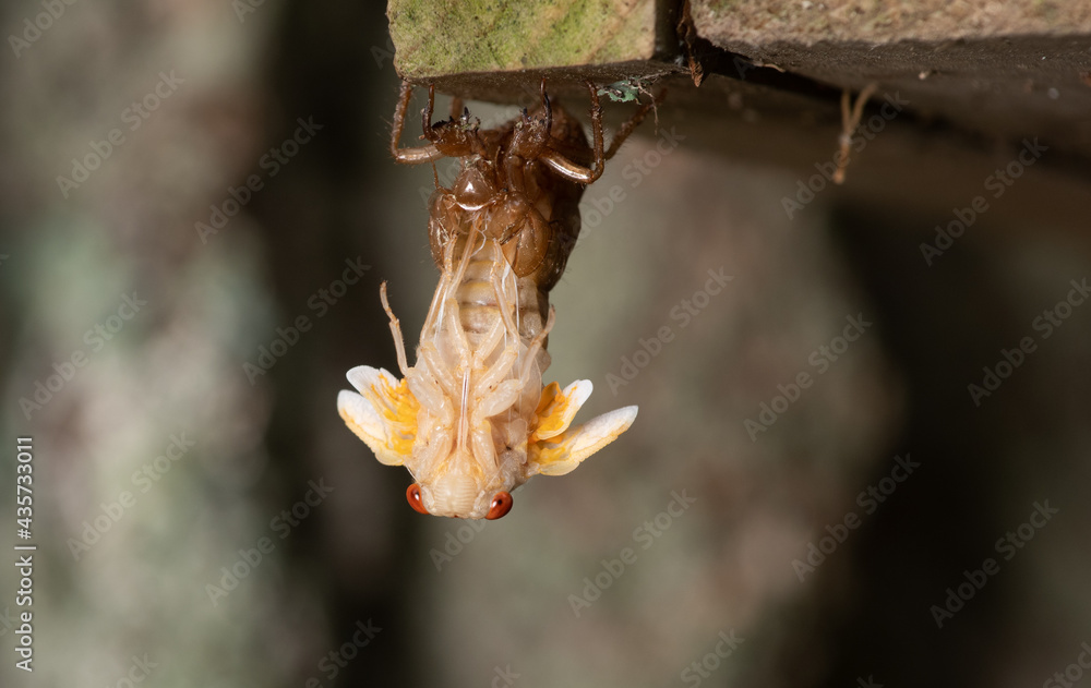 Fototapeta premium Brood X cicada