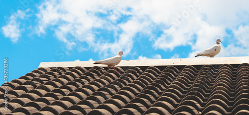 Dois pombos de cor predominante branca mesclado com alguns detalhes de cor preta sobre o telhado de uma casa. Ao fundo um lindo céu azul com núvens. photo