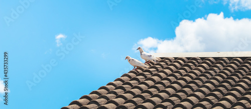 Dois pombos de cor predominante branca mesclado com alguns detalhes de cor preta sobre o telhado de uma casa. Ao fundo um lindo céu azul com núvens. photo