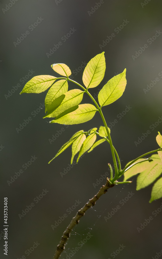 Backlit closeup of new leaves in spring in the forest Backlit closeup of new leaves in spring in the forest
