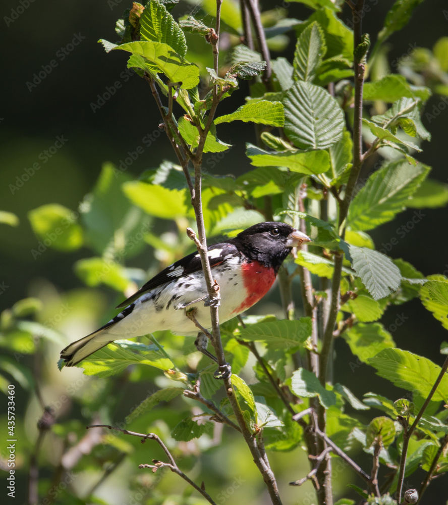 Fototapeta premium Beautiful male Rose-breasted Grosbeak in green foliage
