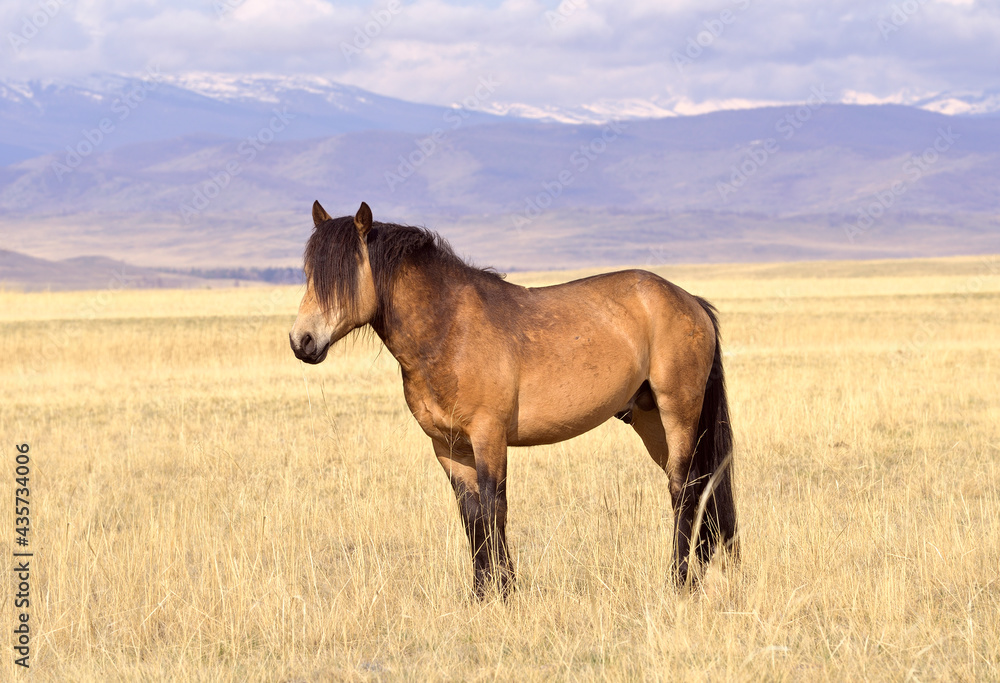 Horses in the Altai Mountains. A pet stands on a spring meadow in the Kurai steppe against the backdrop of mountains. Siberia, Russia Horses in the Altai Mountains. A pet stands on a spring meadow in the Kurai steppe against the backdrop of mountains. Siberia, Russia