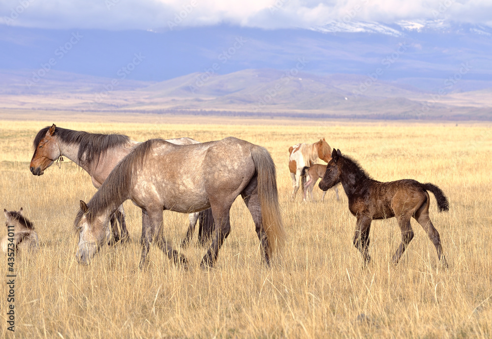 Horses in the Altai Mountains. Domestic animals with foals graze on a spring meadow in the Kurai steppe against the background of snow-capped mountains. Siberia, Russia Horses in the Altai Mountains. Domestic animals with foals graze on a spring meadow in the Kurai steppe against the background of snow-capped mountains. Siberia, Russia