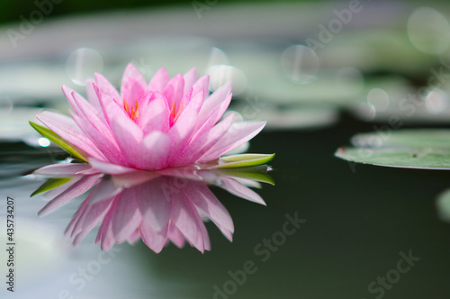 Pink Water Lily (with reflection)