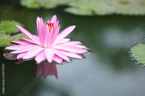 Huge Pink Water Lily 