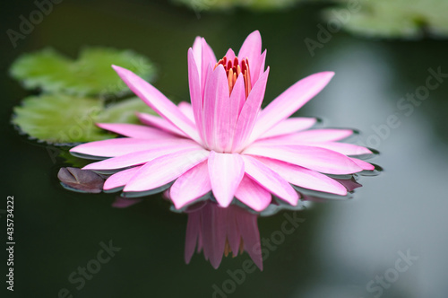 Huge Pink Water Lily in a Pond