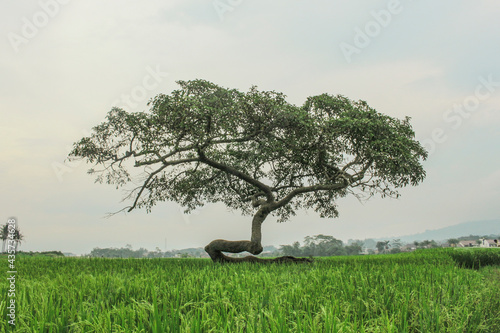 Pohon pengantin or Bridal Tree is a Unique tree in the middle of the rice field at Salatiga, Central Java, Indonesia photo
