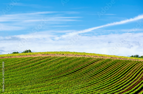 Scenic Landscape of Crop Field in Summer at Biei Patchwork Road  Hokkaido  Japan