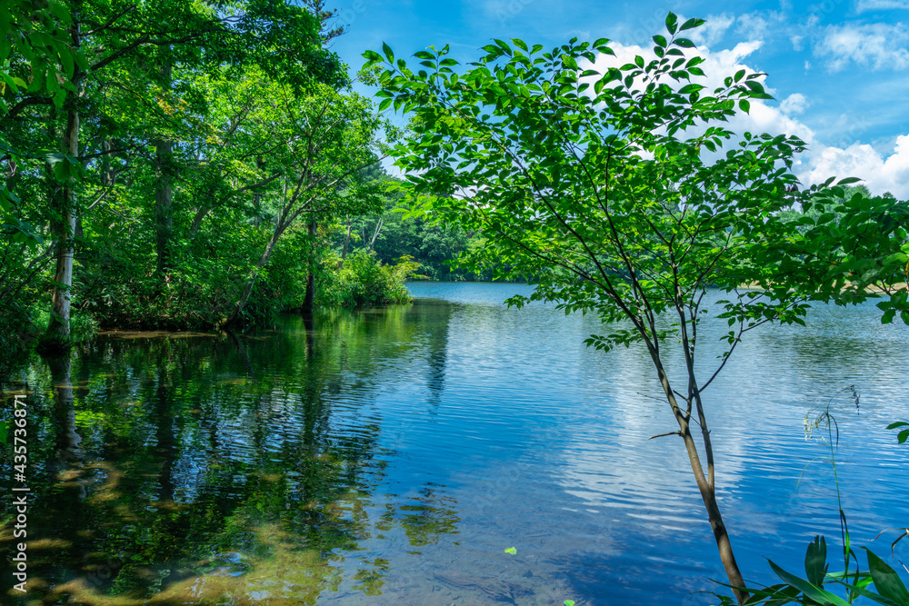 Obraz premium 夏の日差しを浴び草木が生い茂る希望池