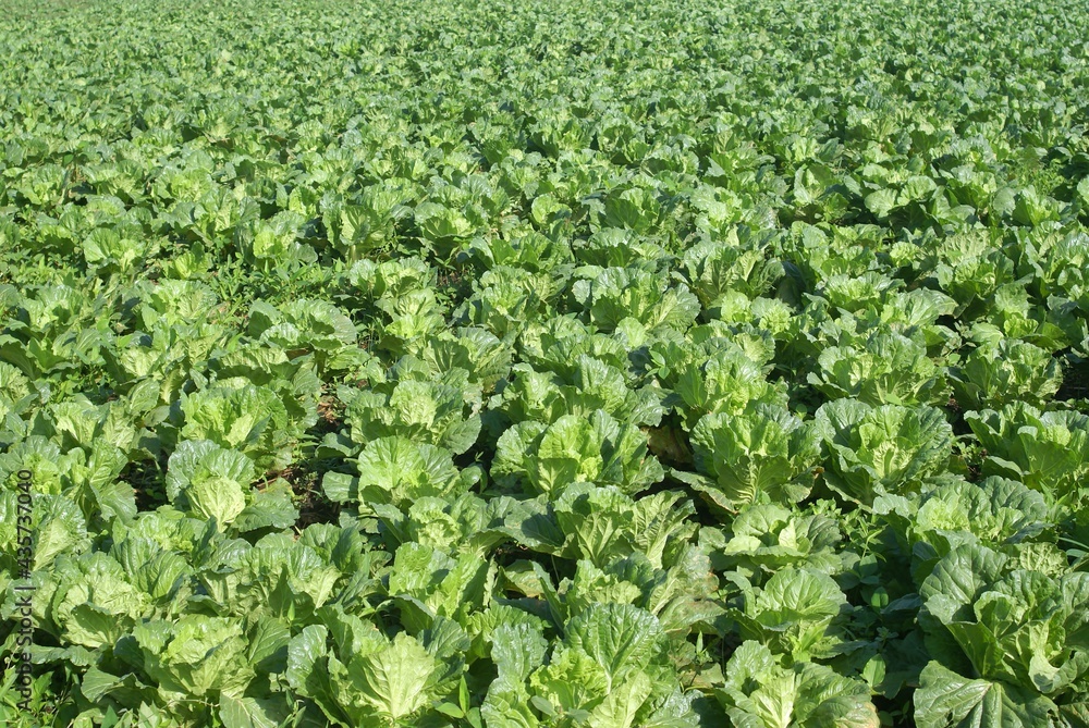 rows of green plants in field rows of green plants in field