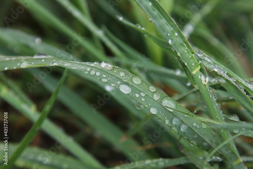 rain droplets on grass leaves