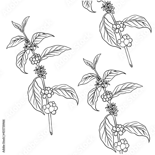 natural coffee with black lines and blocks for background and design elements. Draw a coffee plant pattern for a fabric print. coffee posters, coffee packaging designs.