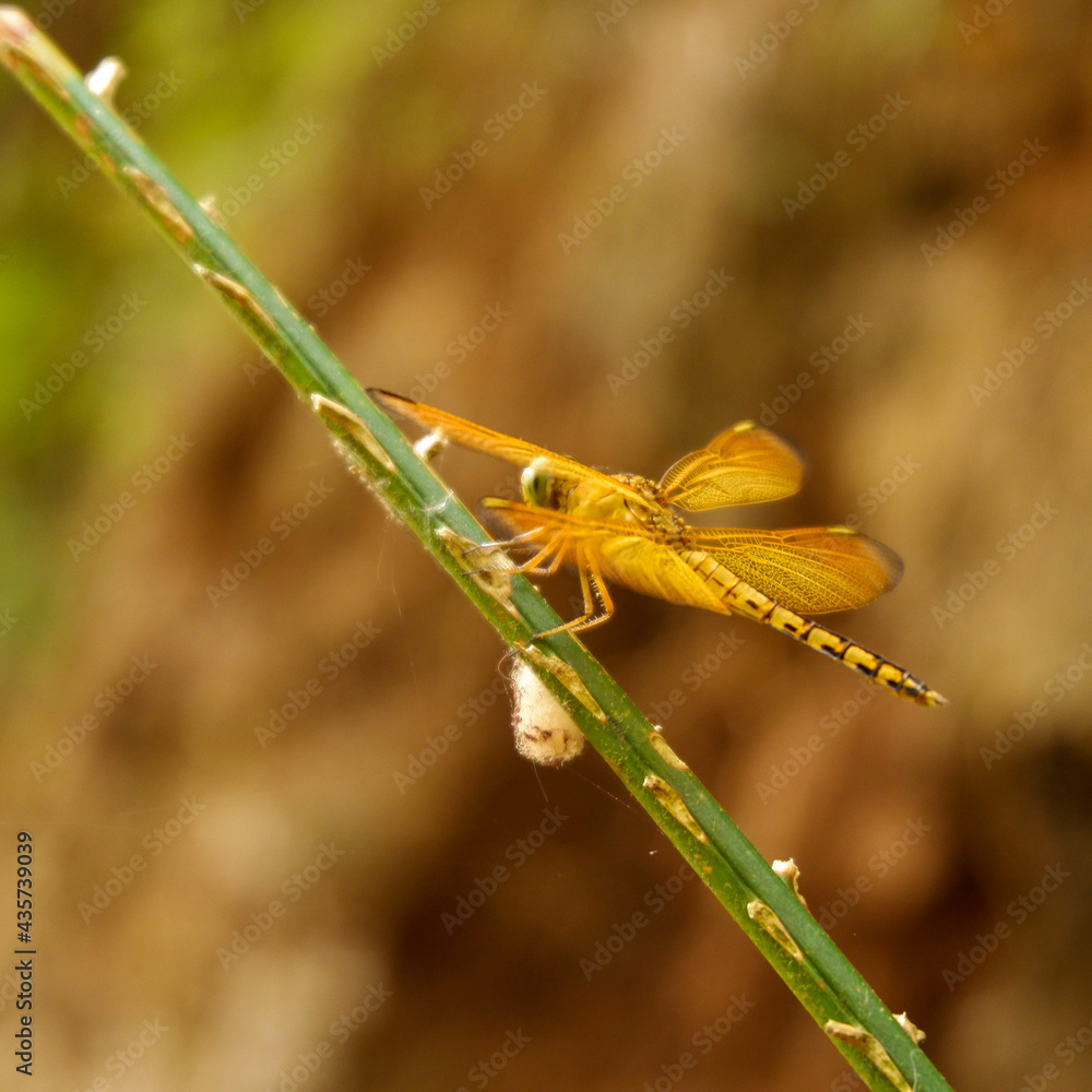Macro photo of dragonfly perched on a tree branch Macro photo of dragonfly perched on a tree branch