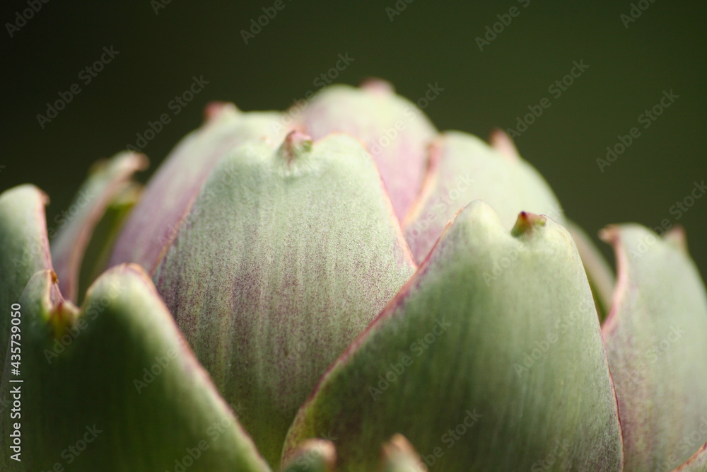 Artichoke in Garden With Blurred Green Plant Background Artichoke in Garden With Blurred Green Plant Background