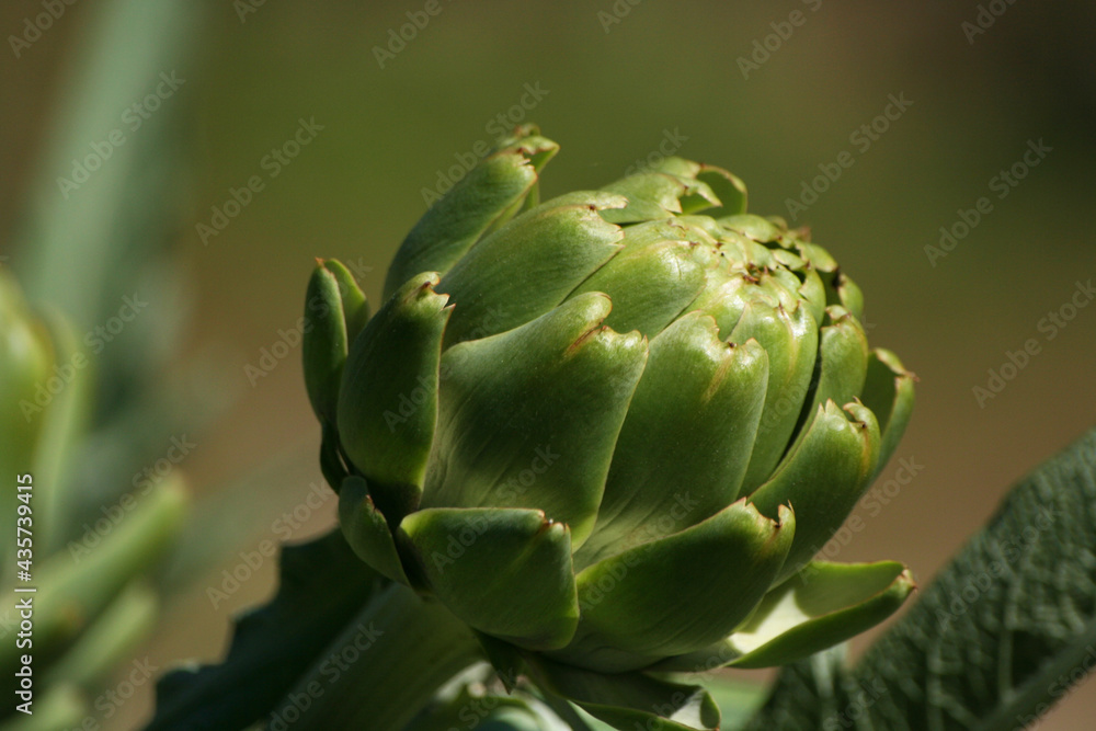 Artichoke in Garden With Blurred Green Plant Background Artichoke in Garden With Blurred Green Plant Background
