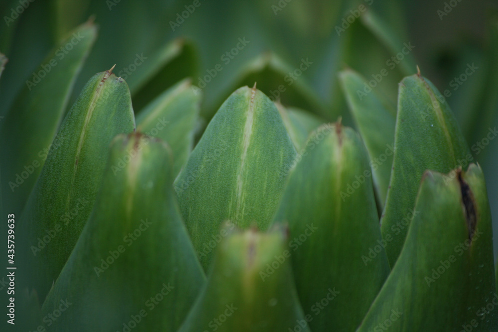 Artichoke in Garden With Blurred Green Plant Background Artichoke in Garden With Blurred Green Plant Background