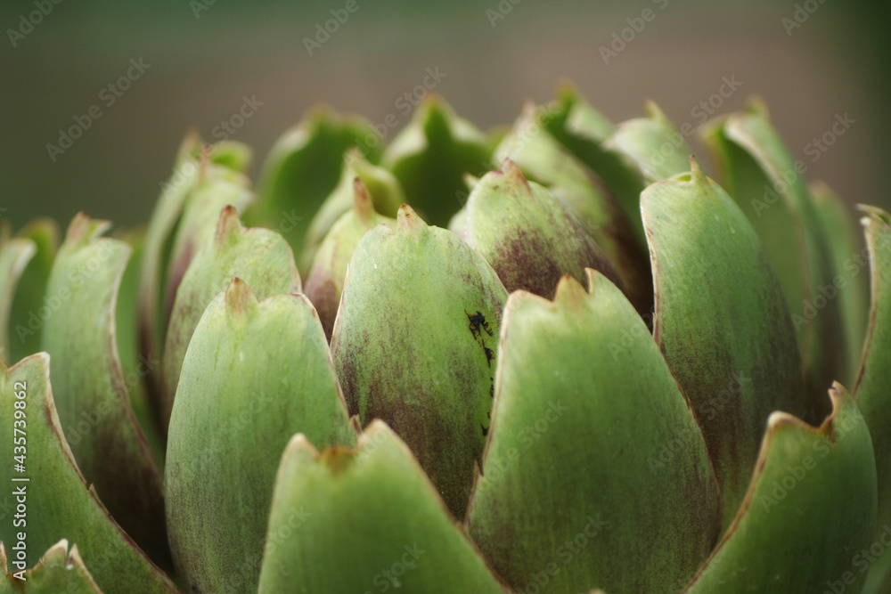 Artichoke in Garden With Blurred Green Plant Background Artichoke in Garden With Blurred Green Plant Background