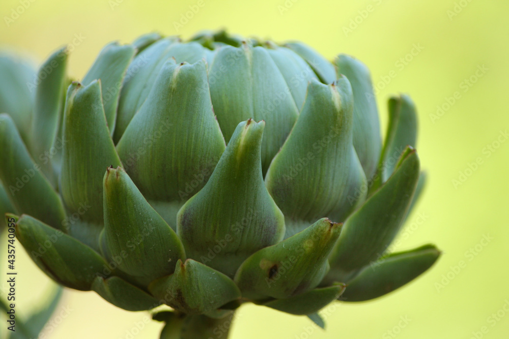 Artichoke in Garden With Blurred Green Plant Background Artichoke in Garden With Blurred Green Plant Background