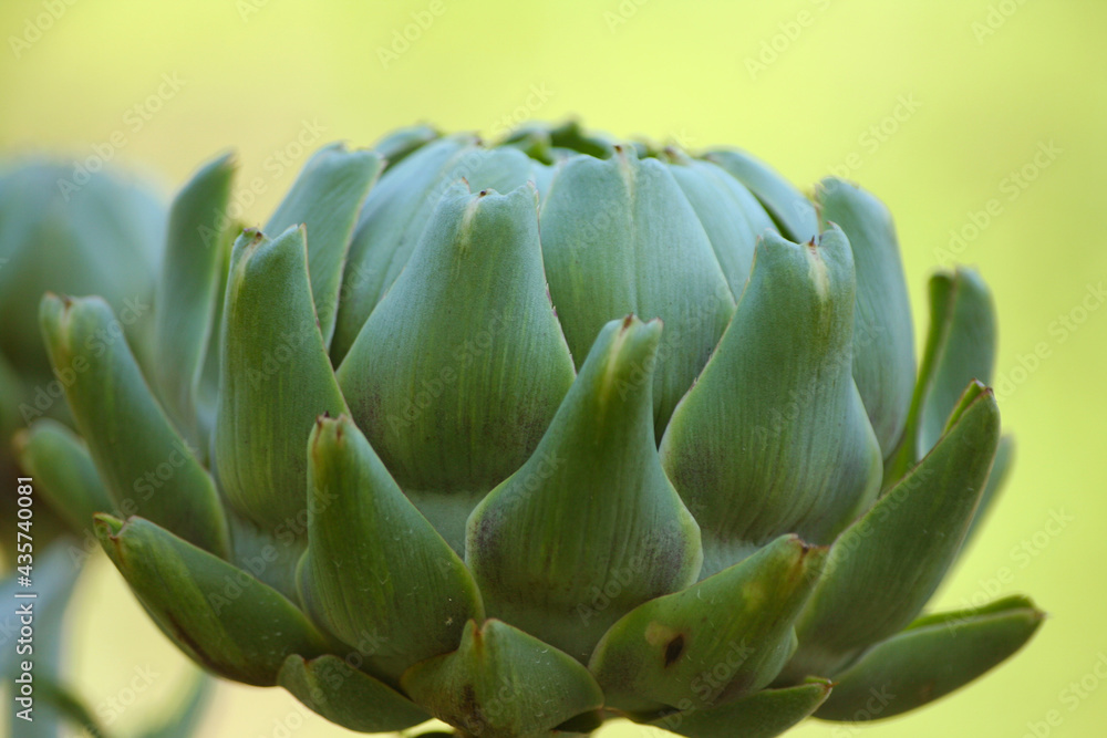 Artichoke in Garden With Blurred Green Plant Background Artichoke in Garden With Blurred Green Plant Background
