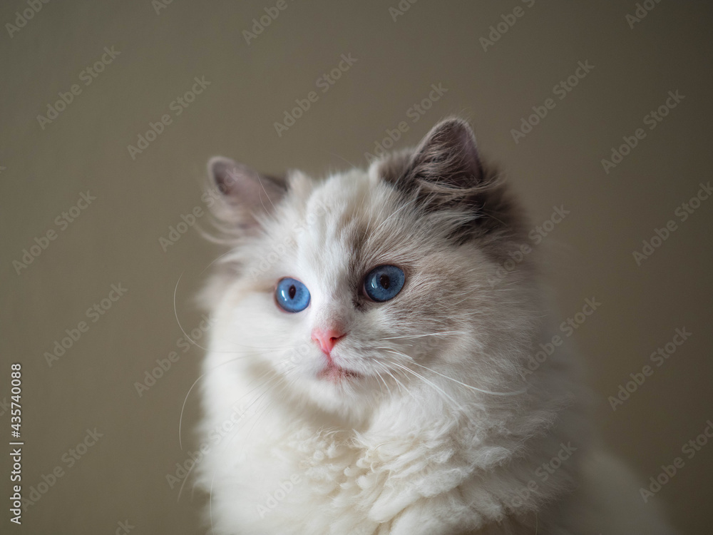 Beautiful Cute Adorable Ragdoll Kitten white hair blue eyes (Blue Bicolor) Beautiful Cute Adorable Ragdoll Kitten white hair blue eyes (Blue Bicolor)