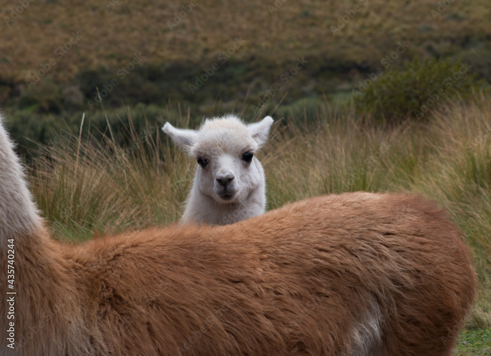 Llamas en Ecuador un animal común de los páramos andinos Llamas en Ecuador un animal común de los páramos andinos