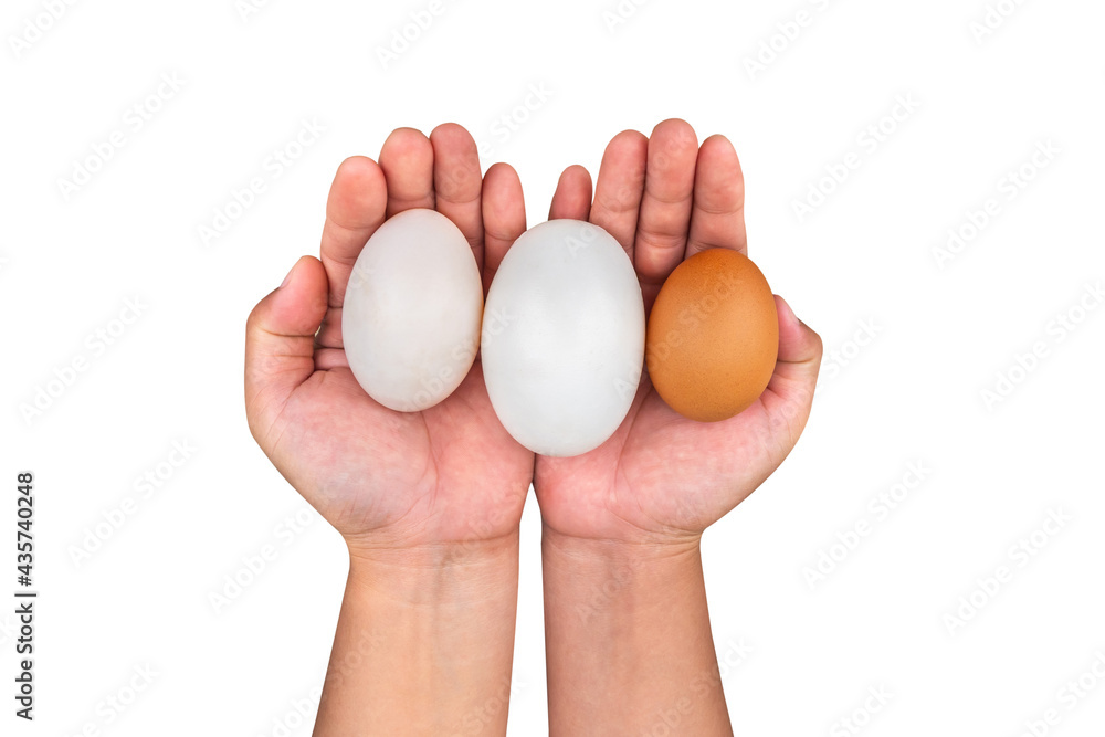 Two Male hand holding crocodile eggs,Duck eggs and Hen eggs isolated on white background Two Male hand holding crocodile eggs,Duck eggs and Hen eggs isolated on white background