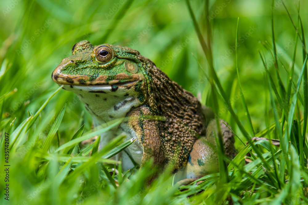 Obraz premium A Frog on green grass