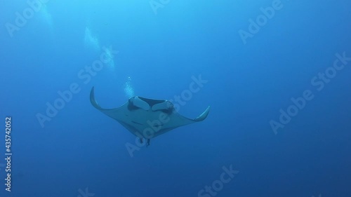 Gigantic Black Oceanic Manta fish floating on a background of blue water in search of plankton. Underwater scuba diving in Indonesia. photo