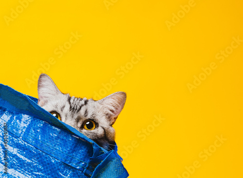 American short-haired cat hiding in a blue shopping bag