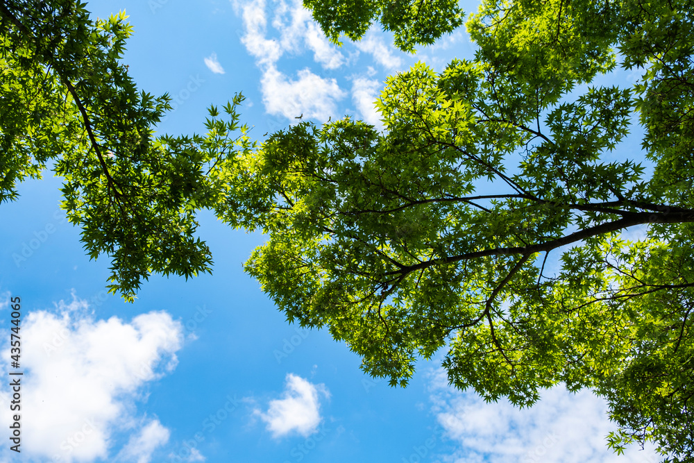 Fototapeta premium 新緑のもみじ【2021年初夏】