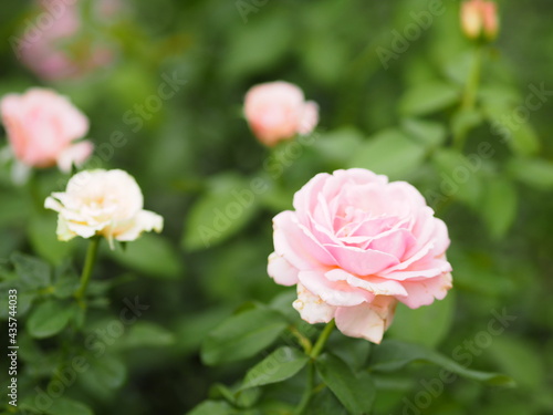 pink rose flower arrangement Beautiful bouquet blooming in garden on blurred of nature background © pakn