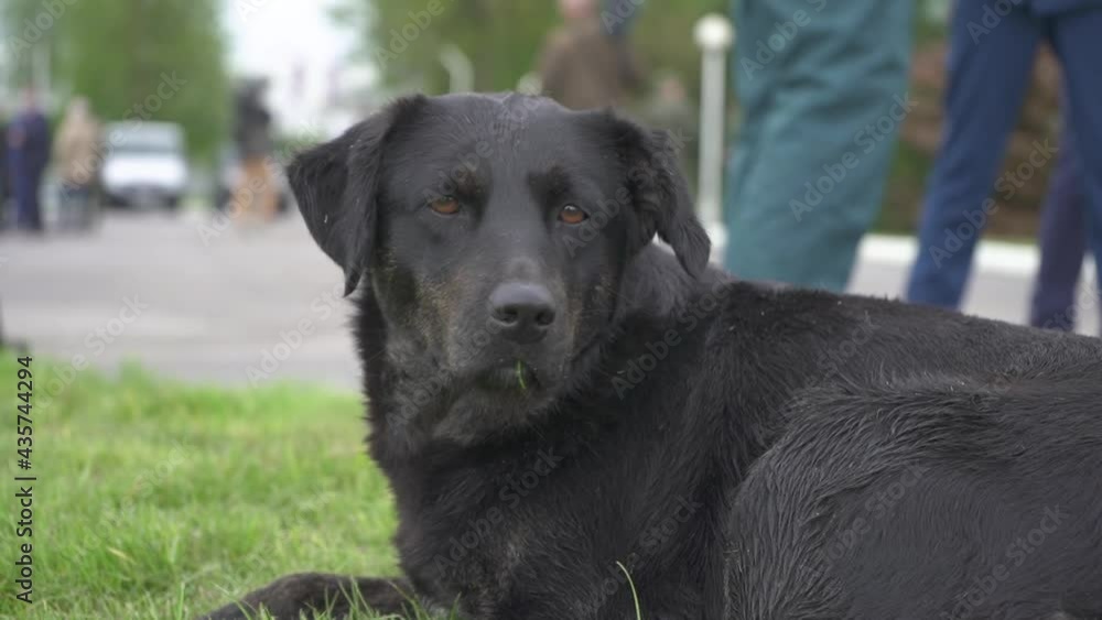 Homeless black underbred dog with kind eyes in the street on the green lawn. Lonely stray dog calmly looking into camera. Abandoned animal close up portrait, outdoors. Problem of stray animals Homeless black underbred dog with kind eyes in the street on the green lawn. Lonely stray dog calmly looking into camera. Abandoned animal close up portrait, outdoors. Problem of stray animals