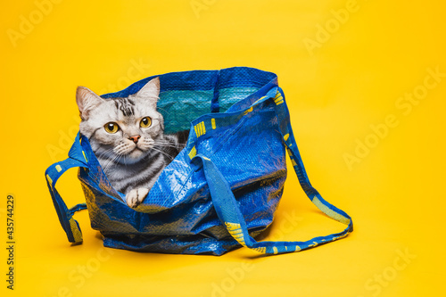 American short-haired cat hiding in a blue shopping bag