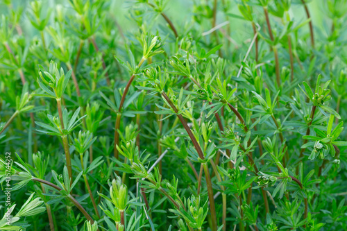 Bedstraw, Galium plants among vegetation, closeup photo