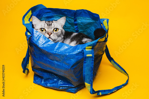 American short-haired cat hiding in a blue shopping bag