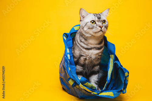 American short-haired cat hiding in a blue shopping bag