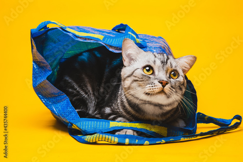 American short-haired cat hiding in a blue shopping bag