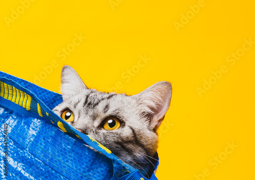 American short-haired cat hiding in a blue shopping bag