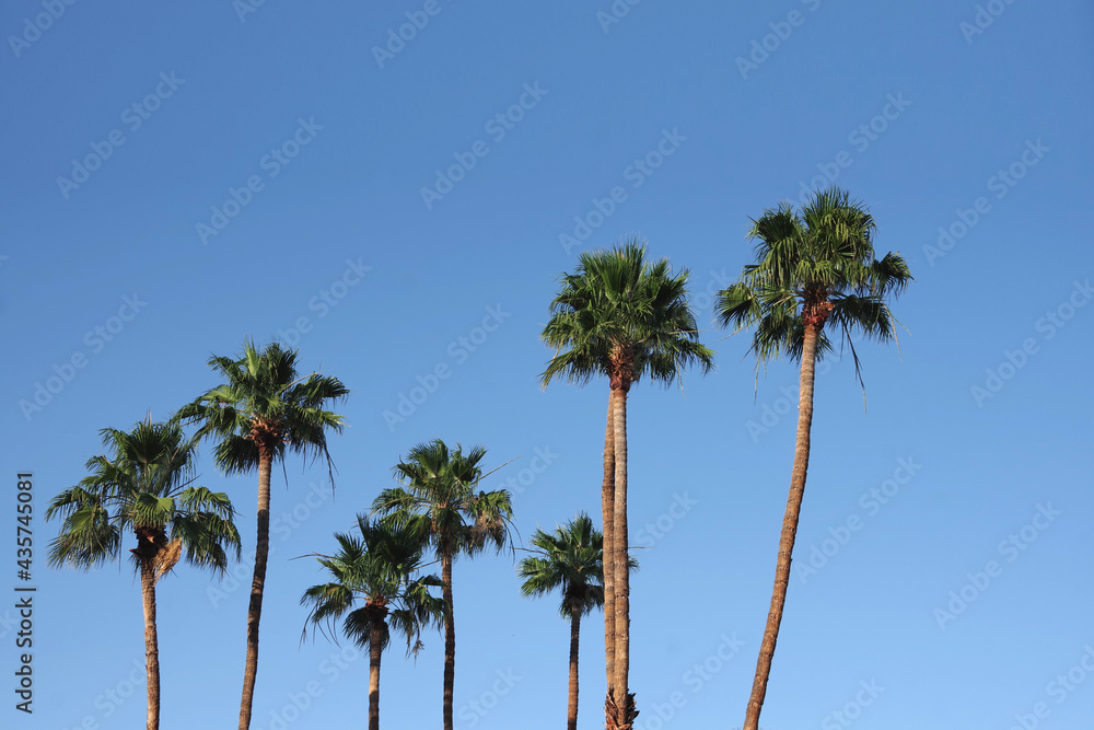 A group of tall California fan palms under a bright blue sky