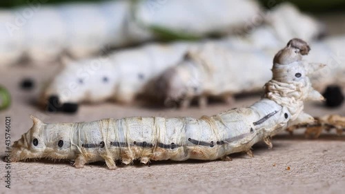 The progress of  mature silkworm shed its skin, new skin moving beneath the old skin, HD real time close up footage. photo